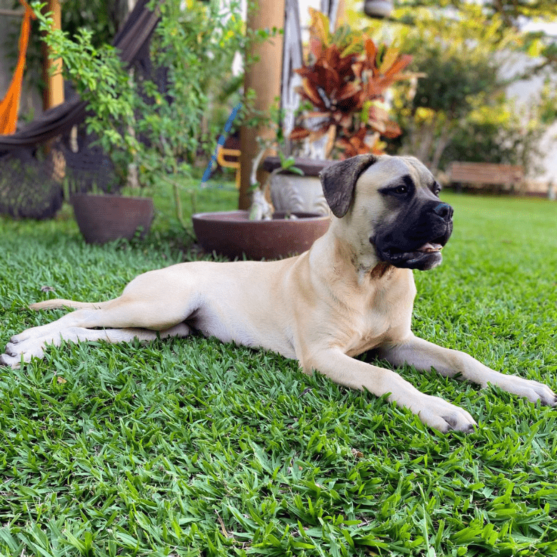 Bullmastiff Canil Casa Silva Guerreira