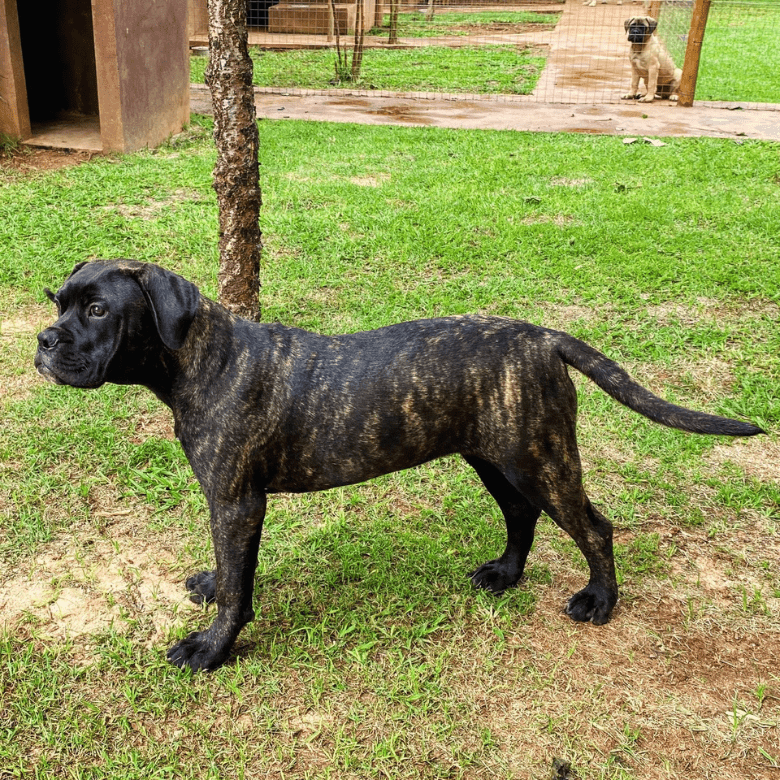 Bullmastiff Moama Canil Casa Silva