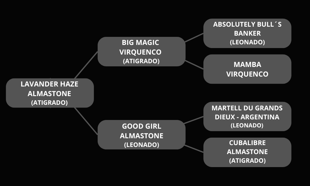 Bullmastiff Moama - Pedigree - Canil Casa Silva