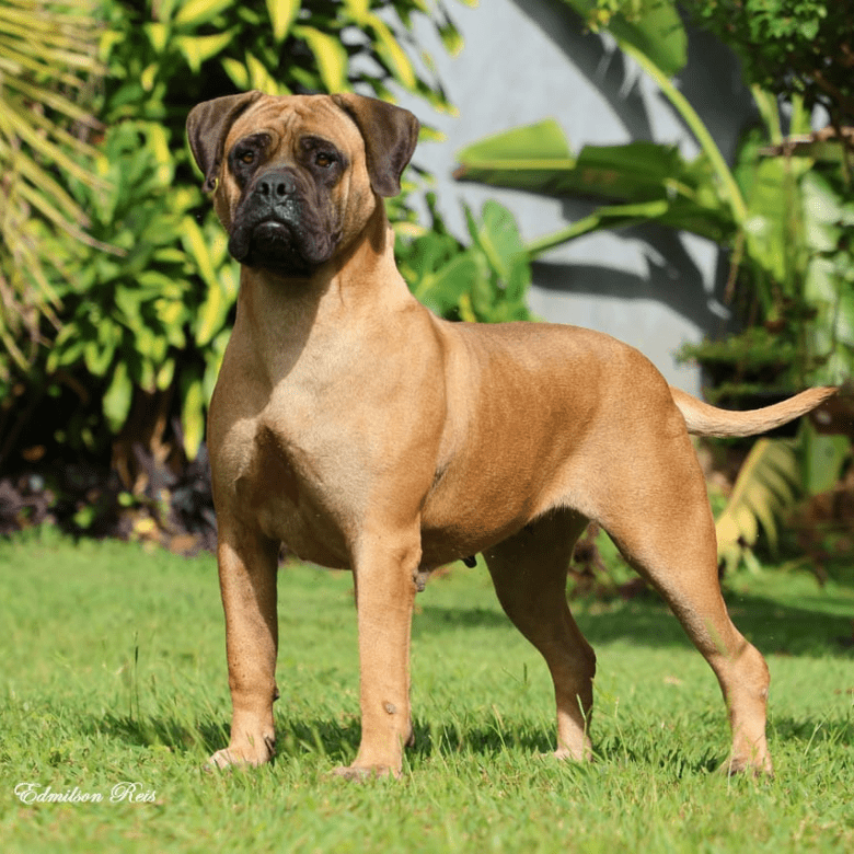 Canil Casa Silva Bullmastiff