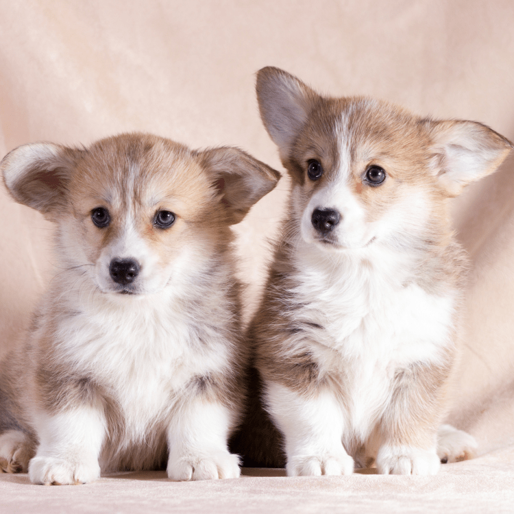 Filhotes de Corgi