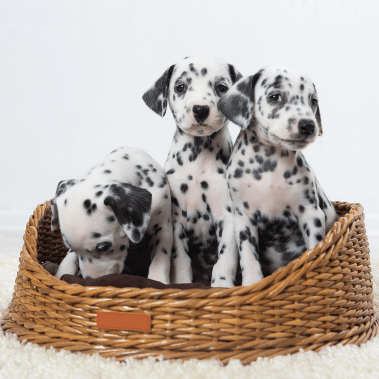Filhotes de Dalmatas