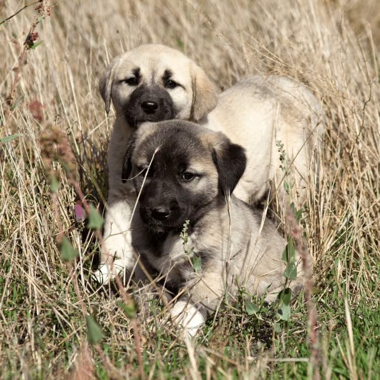Filhotes de Kangal